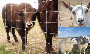 รั้วตาข่ายแบบต่างๆสำหรับงานปศุสัตว์