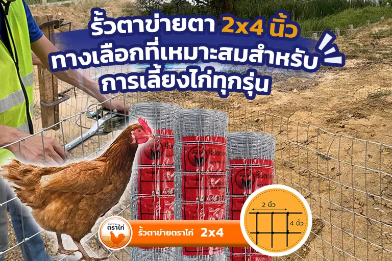 รั้วตาข่ายตา 2×4 นิ้ว ทางเลือกที่เหมาะสมสำหรับการเลี้ยงไก่ทุกรุ่น