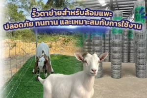 รั้วตาข่ายสำหรับล้อมแพะ