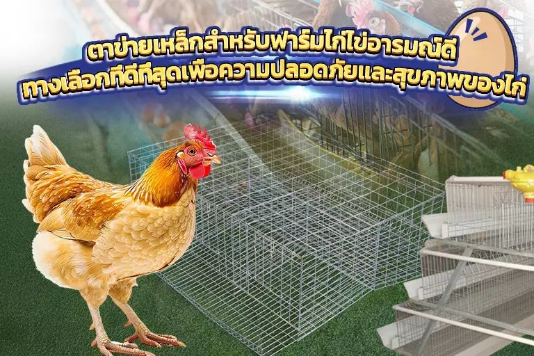 ตาข่ายเหล็กสำหรับฟาร์มไก่ไข่อารมณ์ดี ทางเลือกที่ดีที่สุดเพื่อความปลอดภัยและสุขภาพของไก่